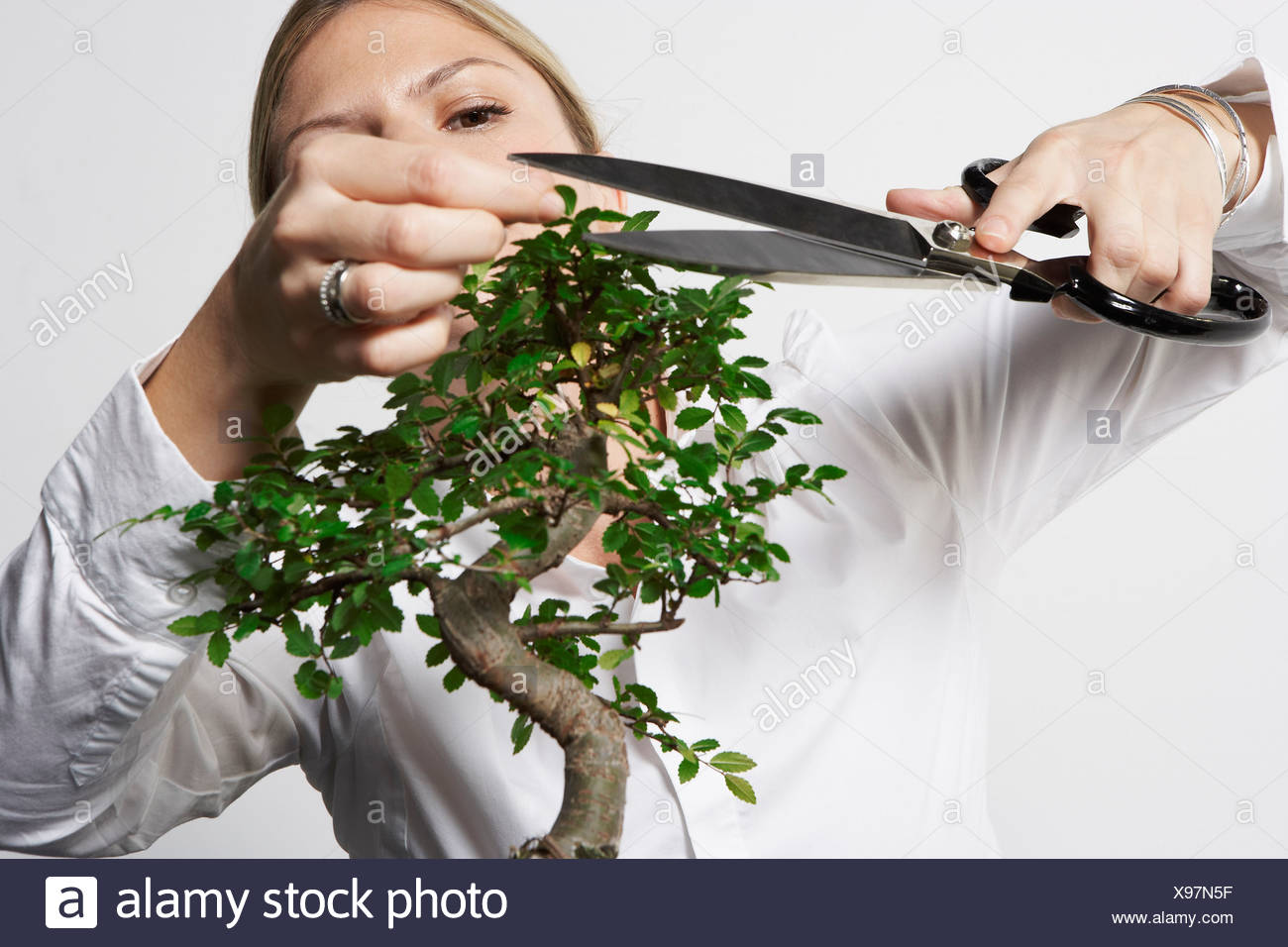 Young Business Woman At Desk Pruning Bonsai Tree Stock Photo Alamy