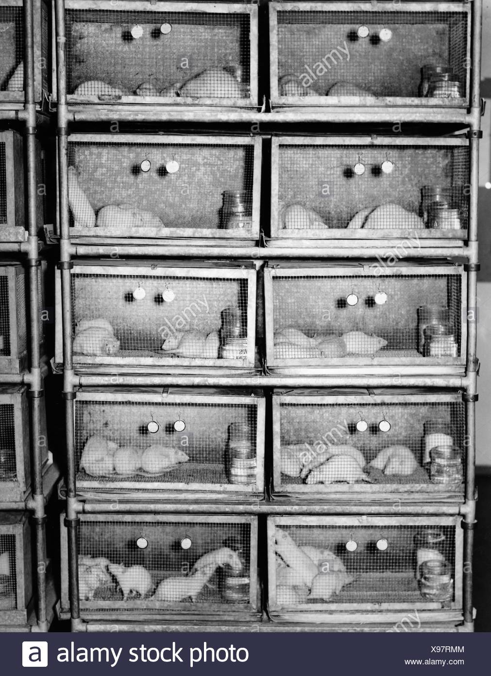 Mice Cages High Resolution Stock Photography and Images Alamy