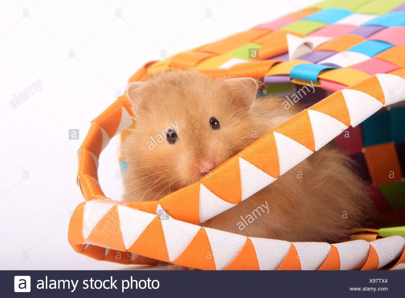 Pet Hamster Teddy Bear Hamster Mesocricetus Auratus Single