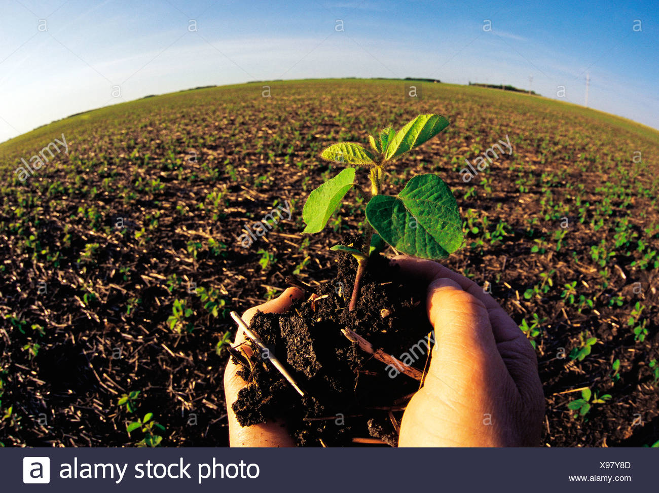 Soybean Plant High Resolution Stock Photography and Images Alamy