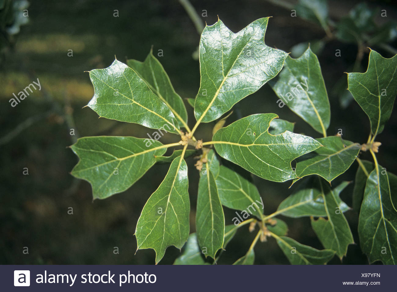 Oak