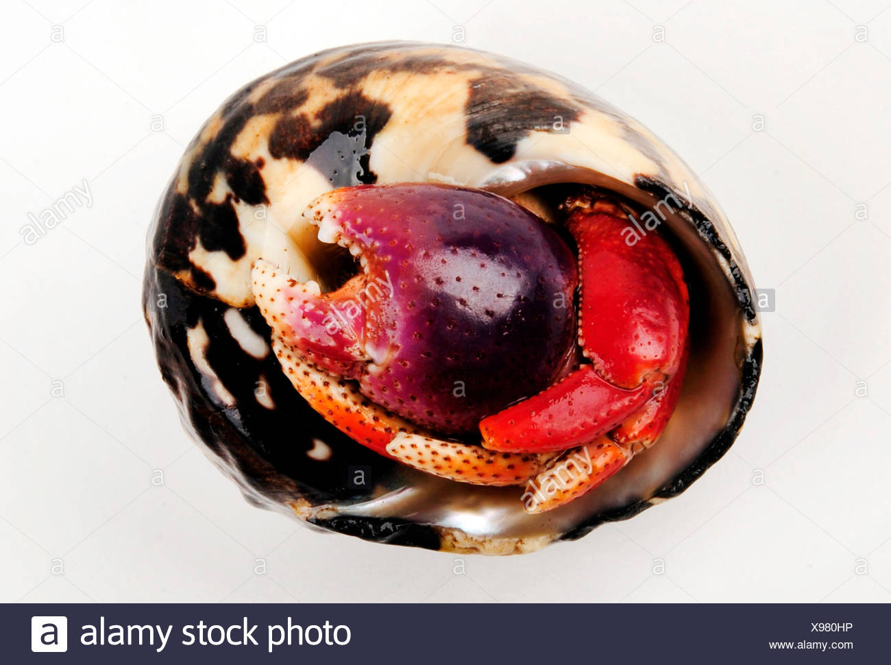 Land Hermit Crab Coenobita Clypeatus High Resolution Stock Photography ...