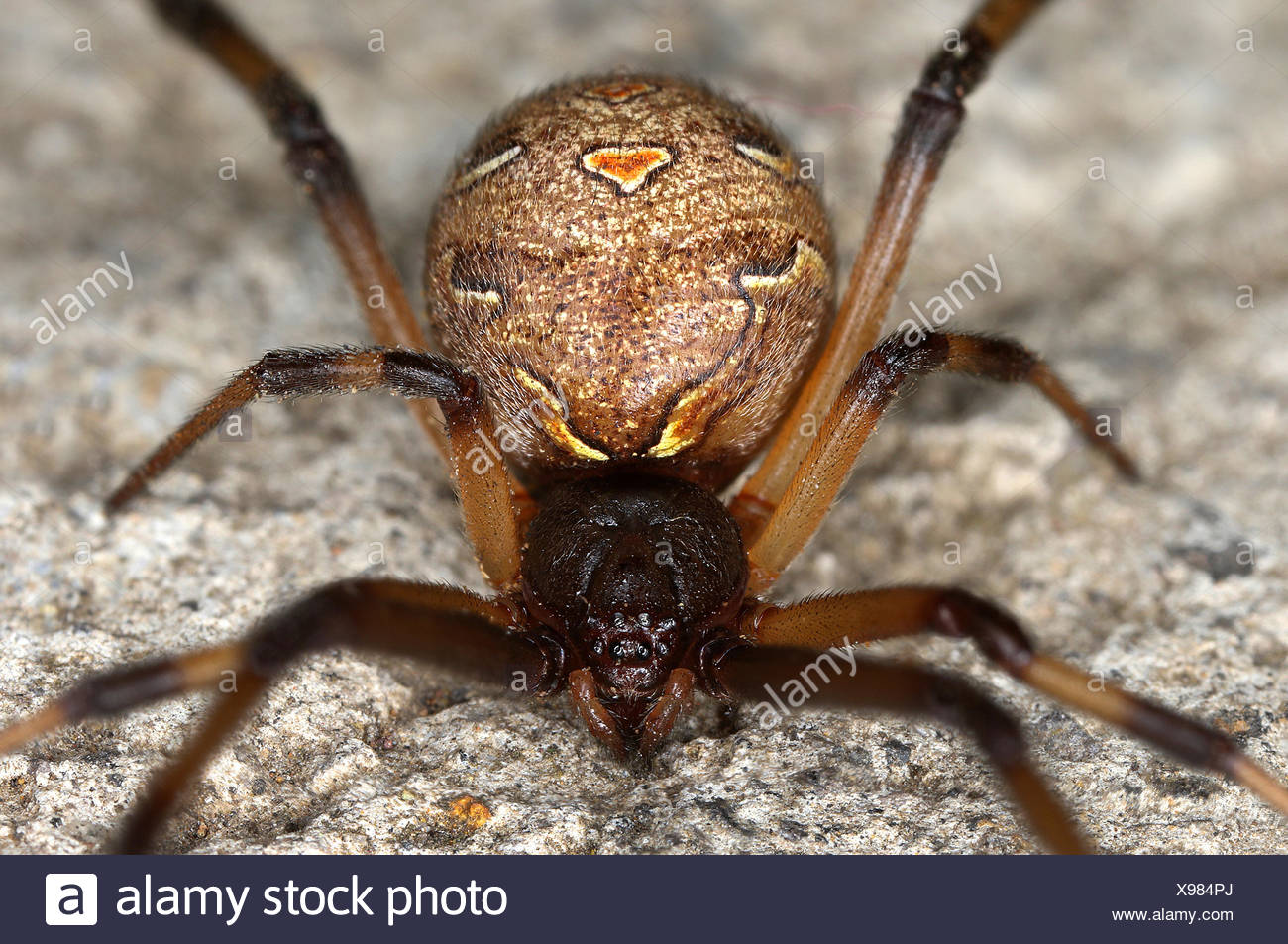Kugel Spinne Stock Photos & Kugel Spinne Stock Images - Alamy