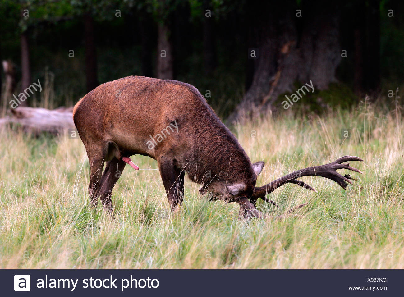 Red stag during the rut - red deer in heat - male - behaviour (Cervus elaphus) Stock Photo