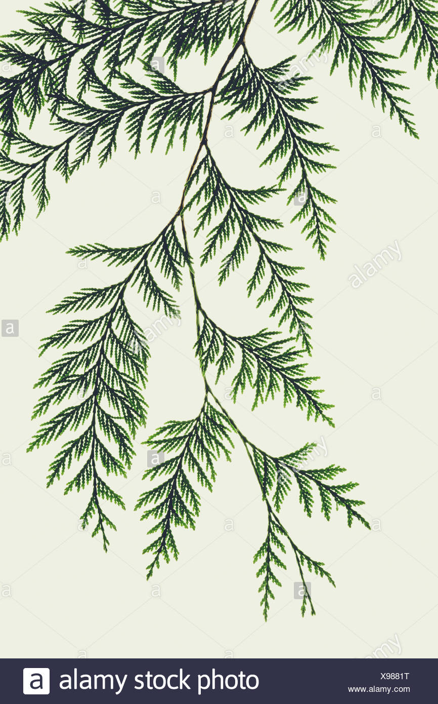 Western Red Cedar Tree High Resolution Stock Photography and Images - Alamy