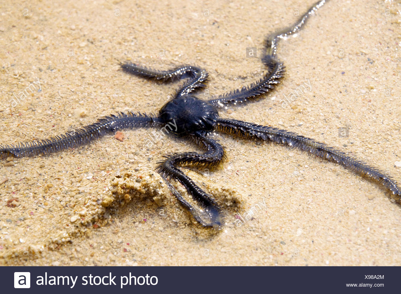 Brittle Star Stock Photos & Brittle Star Stock Images Alamy