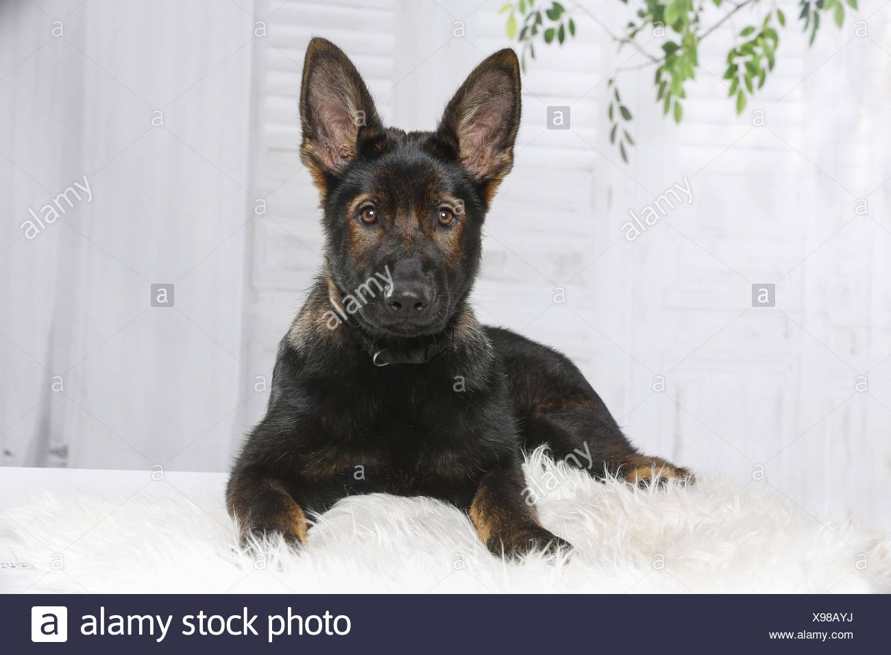 Short Haired German Shepherd Lying Stock Photos Short Haired