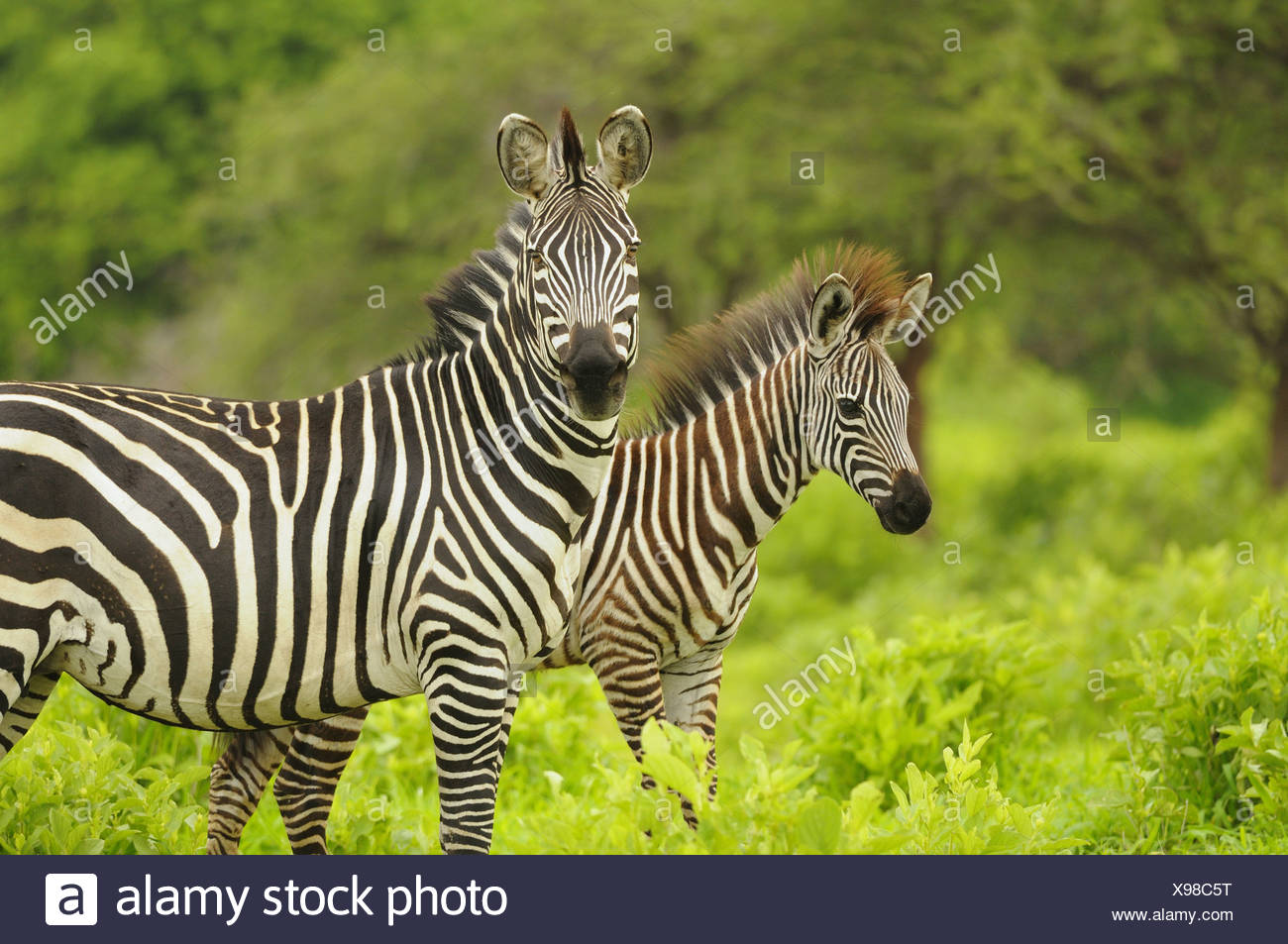 Female African Plains Zebra Foal Stock Photos & Female African Plains