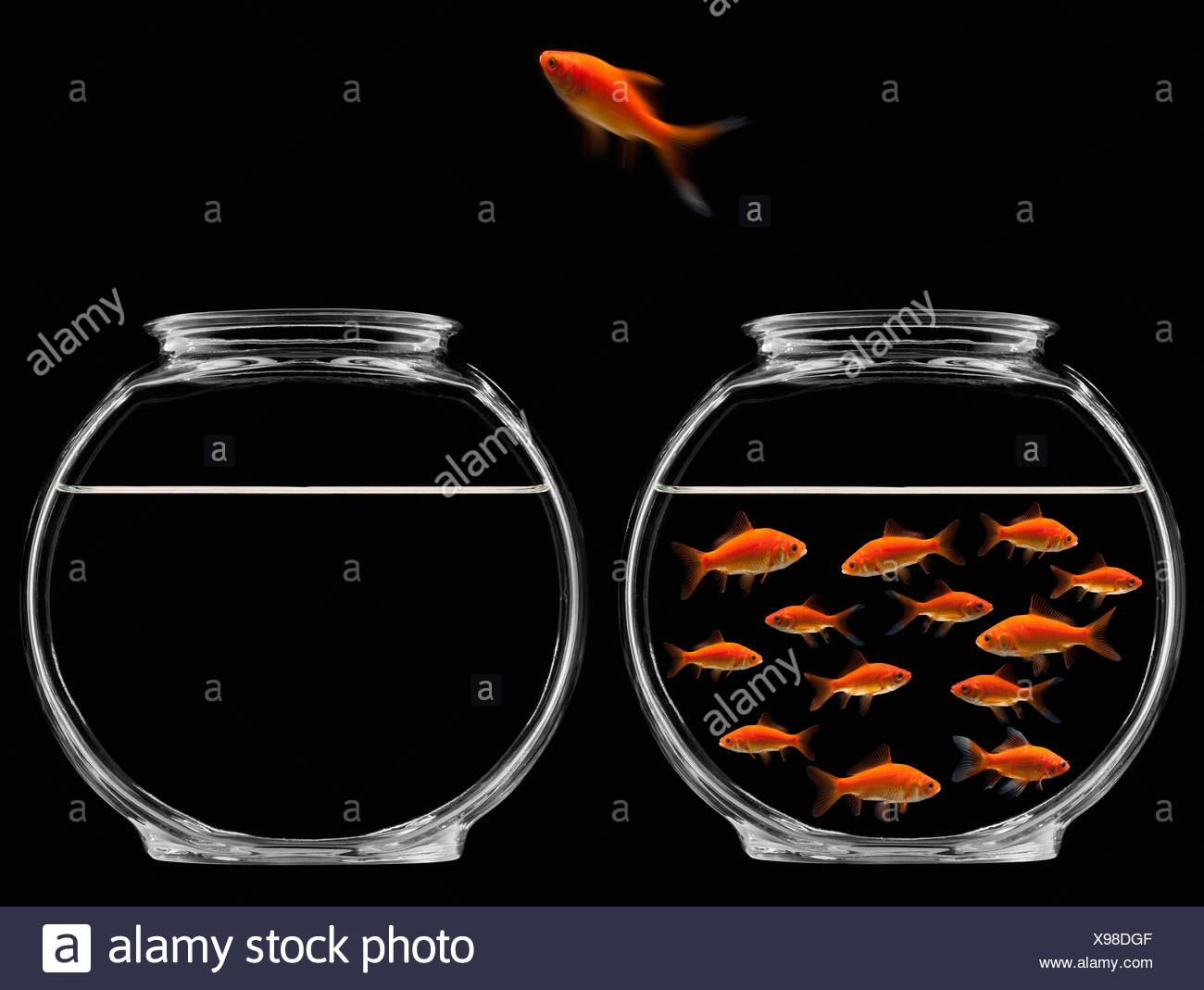 Gold Fish Jumping Out Of Fish Bowl High Resolution Stock Photography