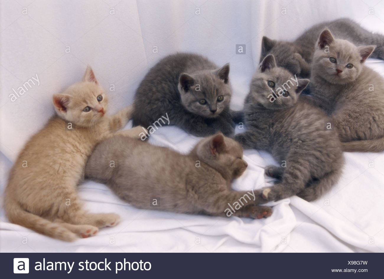 Kittens British Short Hair Throw Animals Mammals Pets Cats