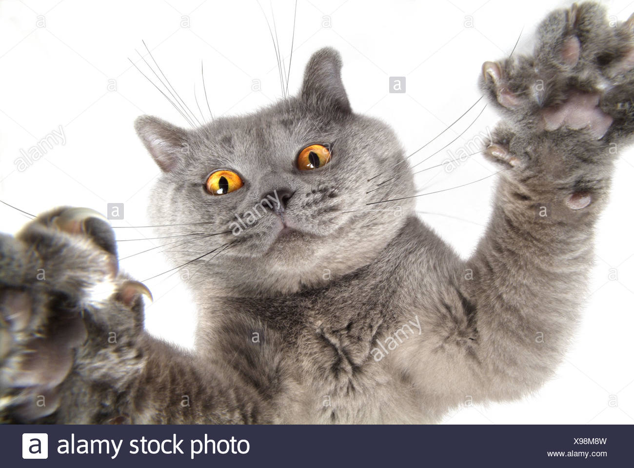Cat Karthauser From Below Animal Mammal Cat House Cat Pet