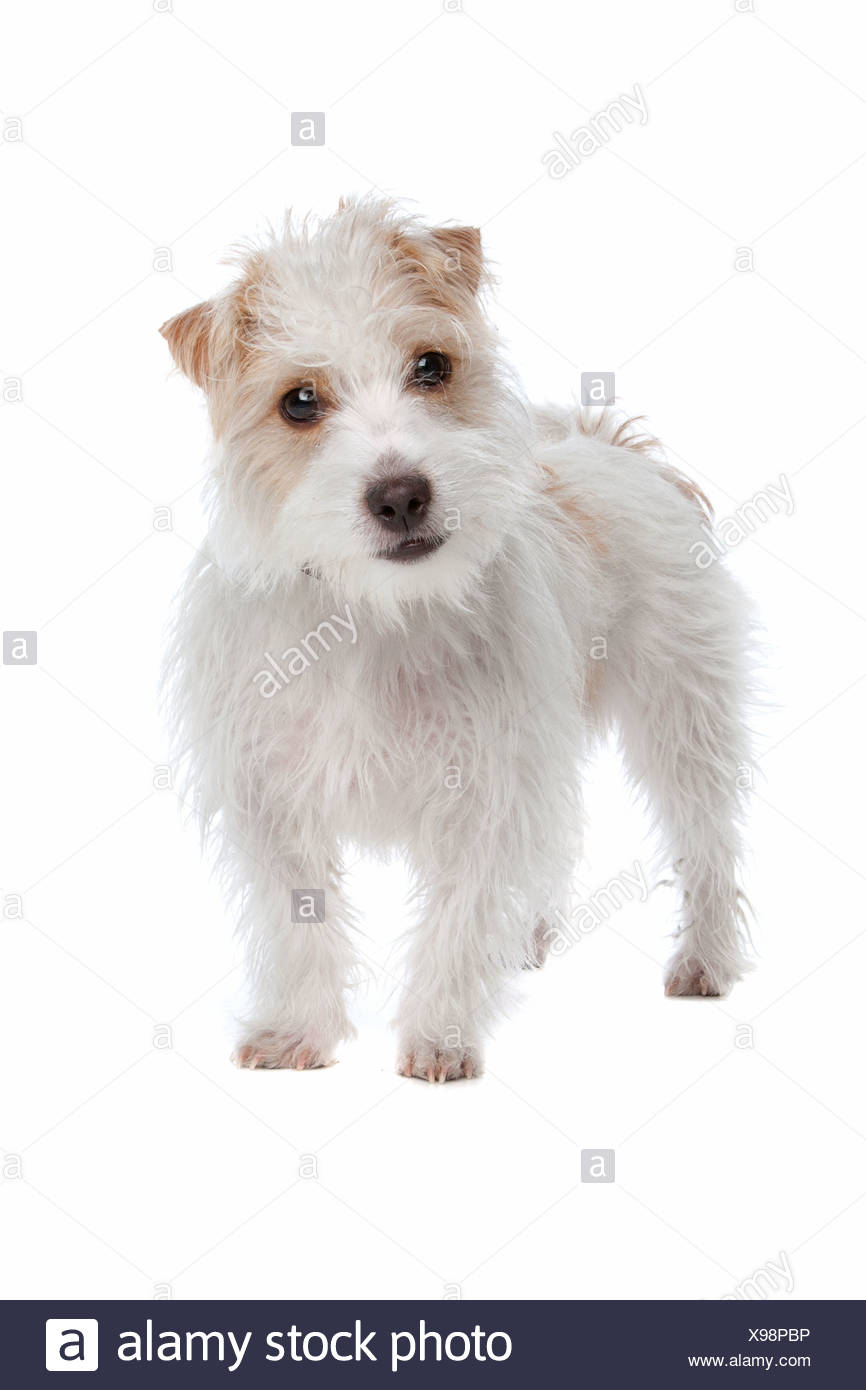 Long Haired Jack Russel Terrier Isolated On A White Background