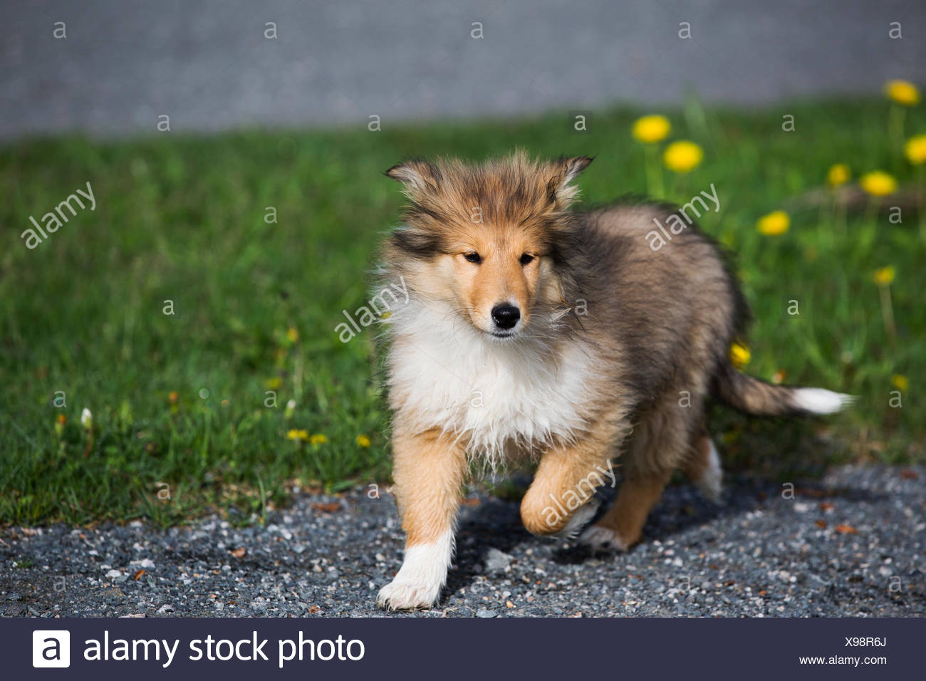 sable shepherd puppies