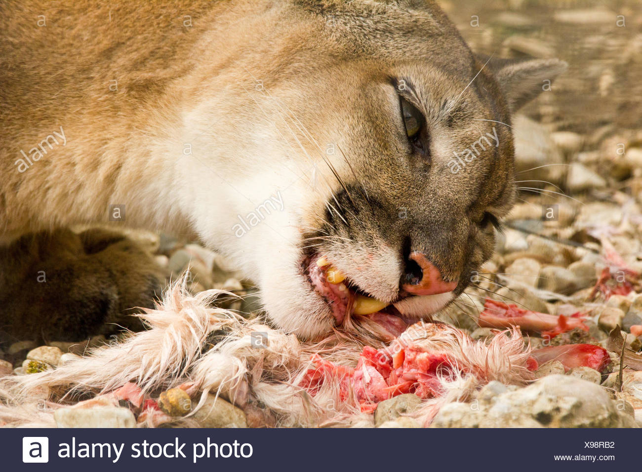 what eats a puma