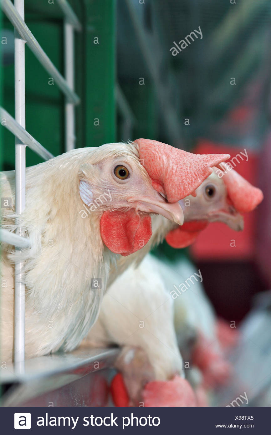 caged chickens caged chickens