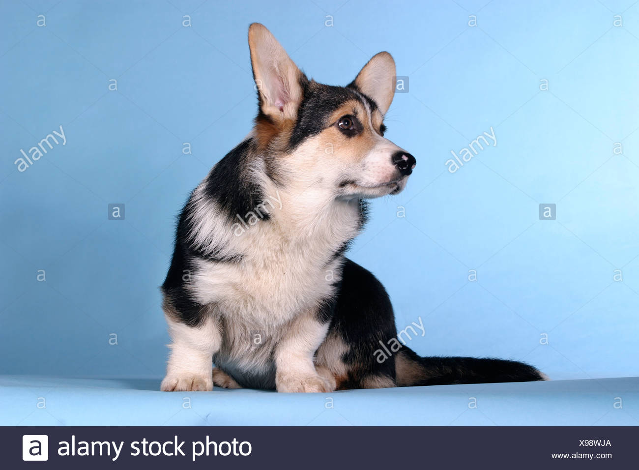 Treibhunde Short Hair Shorthair Shorthaired Short Haired Hg Blau