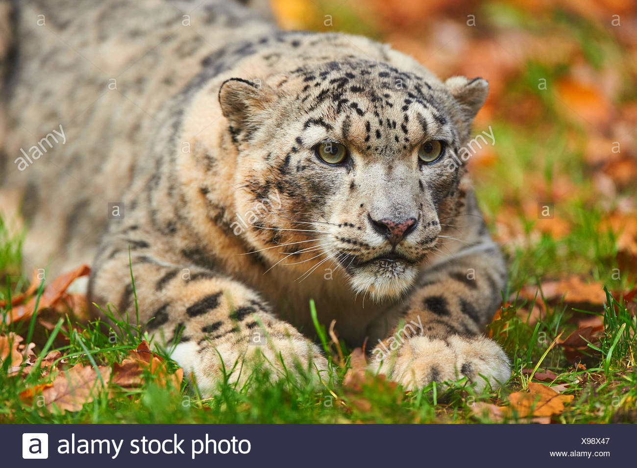 Snow Leopard Lying Down On High Resolution Stock Photography and Images