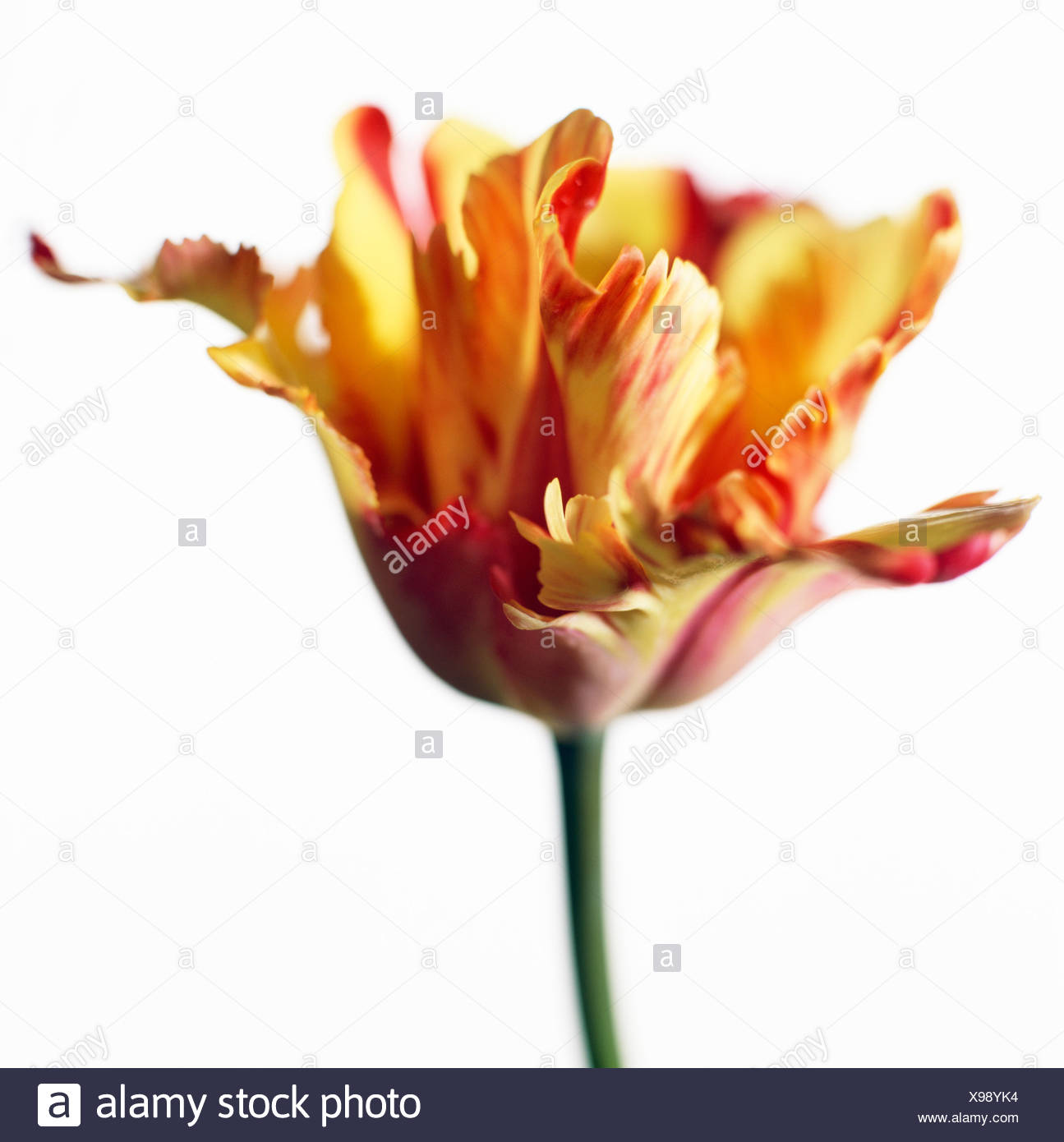 Parrot Tulip Stock Photos Parrot Tulip Stock Images Alamy