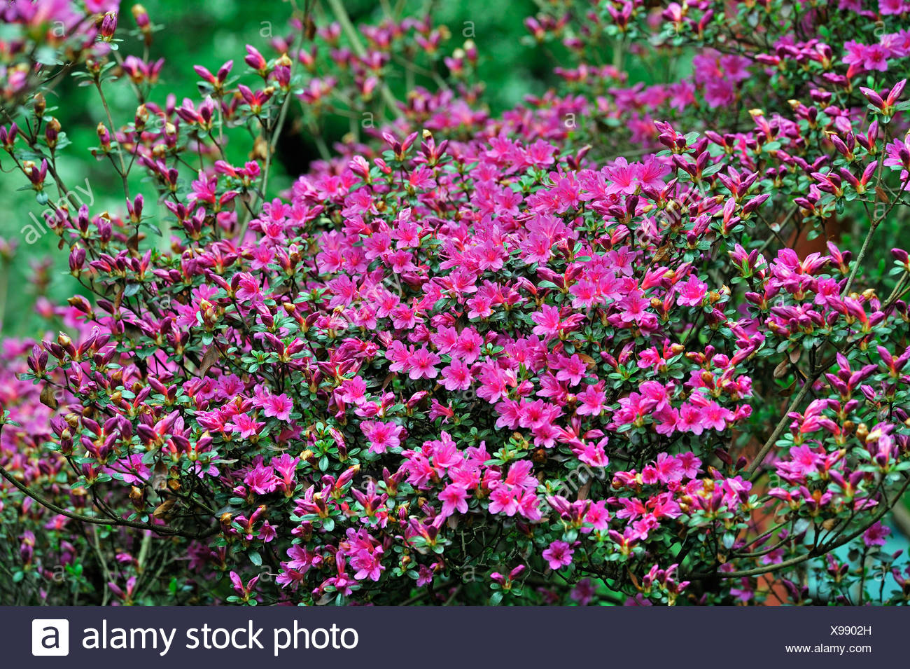 Azalea Rhododendron Obtusum Stock Photos Azalea Rhododendron