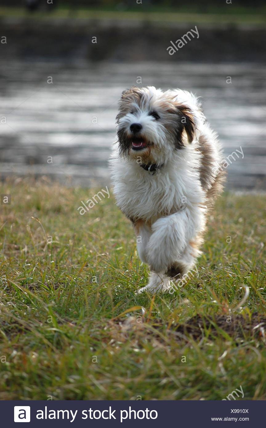 Running Tibet Terrier Stock Photo 281096170 Alamy