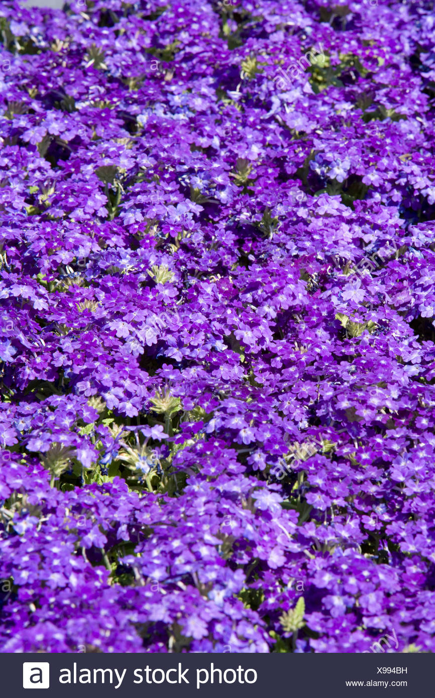 Bedding Plants High Resolution Stock Photography and Images Alamy