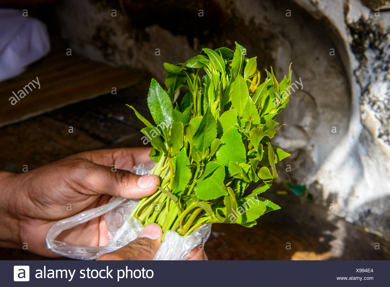 Khat Leaf Stock Photos & Khat Leaf Stock Images - Alamy