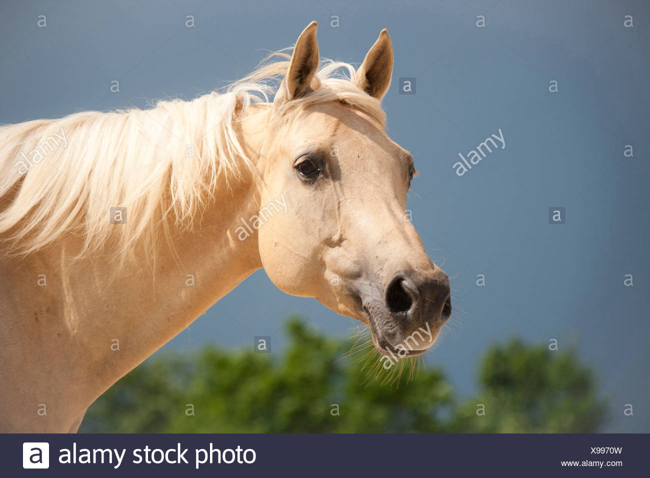 American Quarter Horse Portrait Palomino Mare Stock Photo Alamy