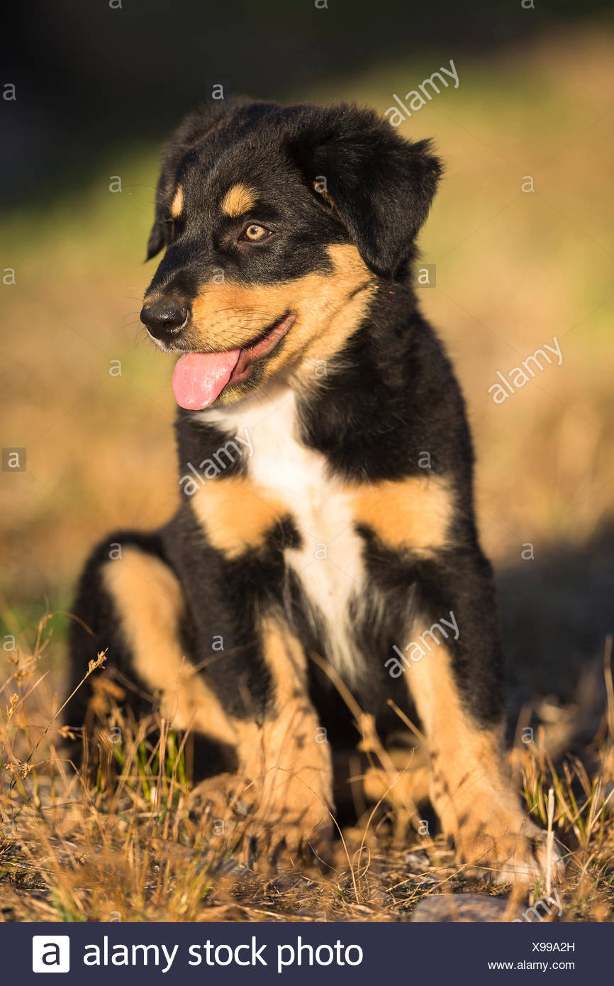 New Zealand Heading Dog Huntaway Puppy Sitting New Zealand Stock Photo Alamy