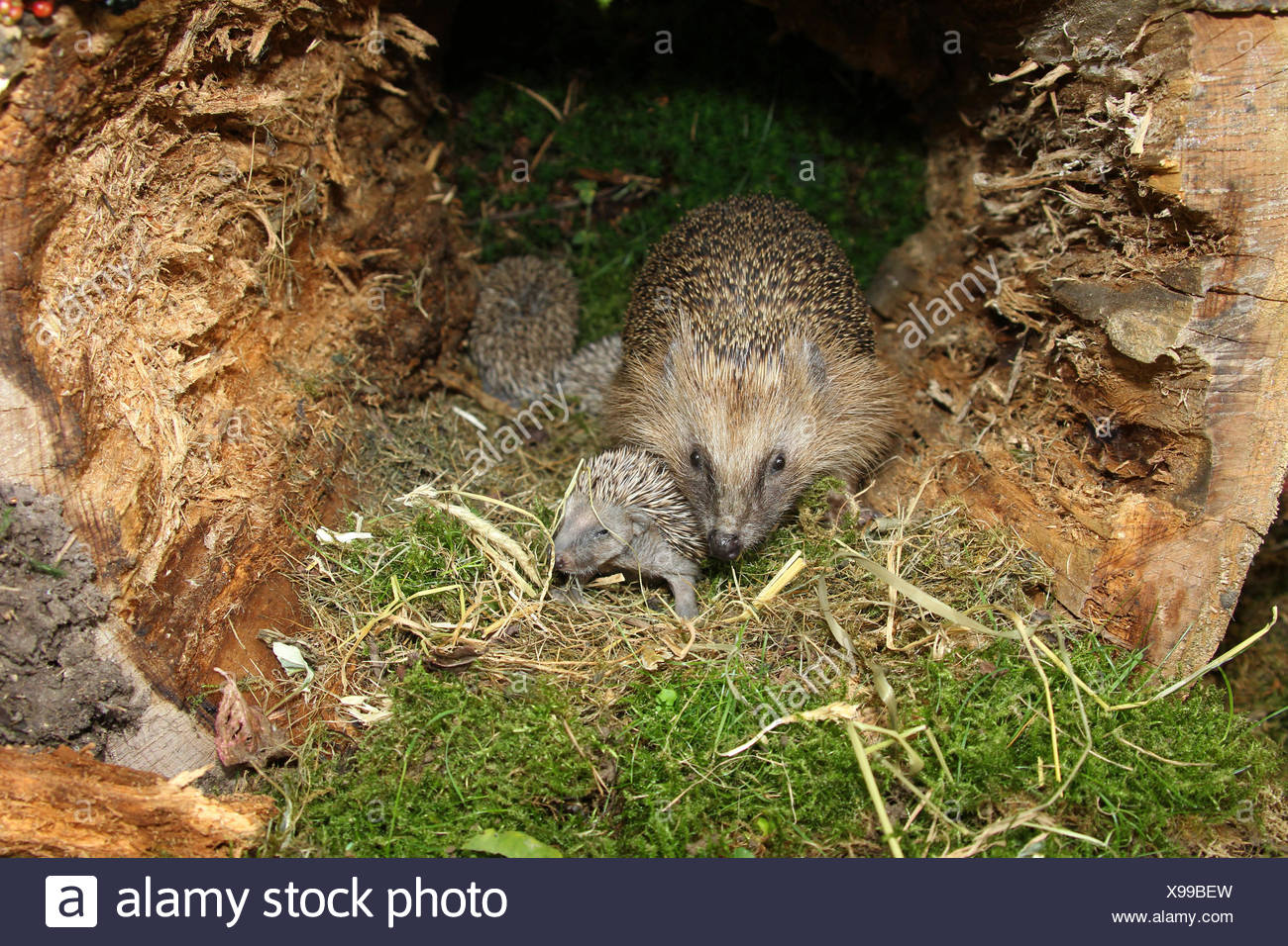 Hedgehog Nest Stock Photos & Hedgehog Nest Stock Images Alamy