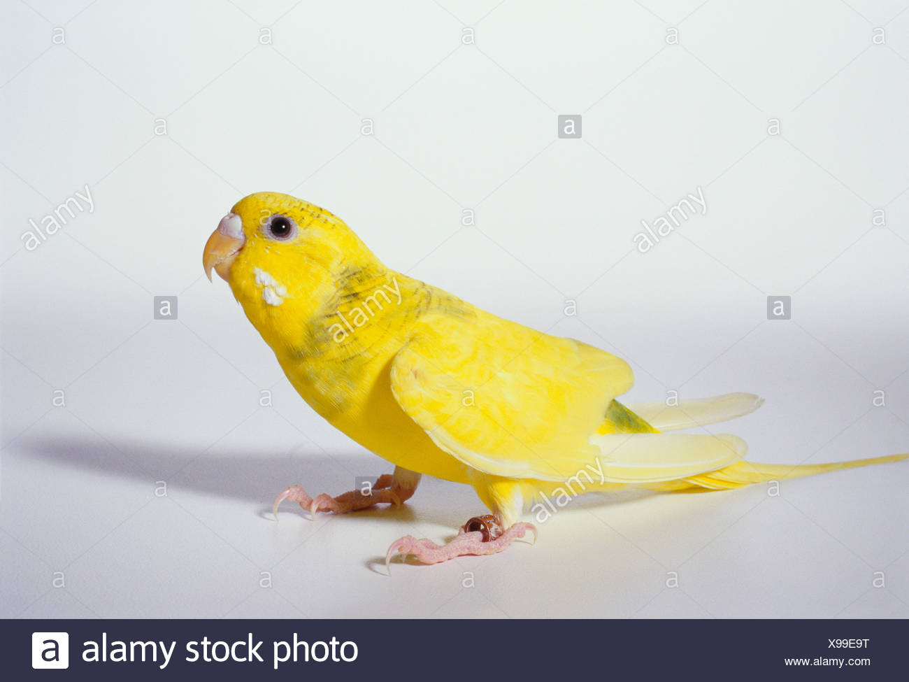 Download A Yellow Parakeet Sits On A Seamless White Background Stock Photo Alamy
