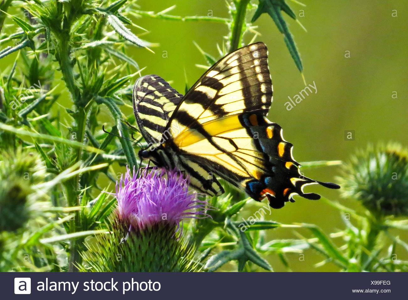 Tiger Swallowtail High Resolution Stock Photography and Images - Alamy