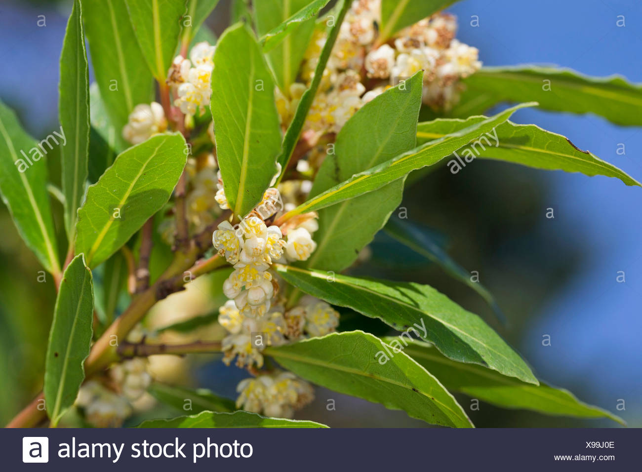 Laurel Tree Flowering High Resolution Stock Photography and Images Alamy