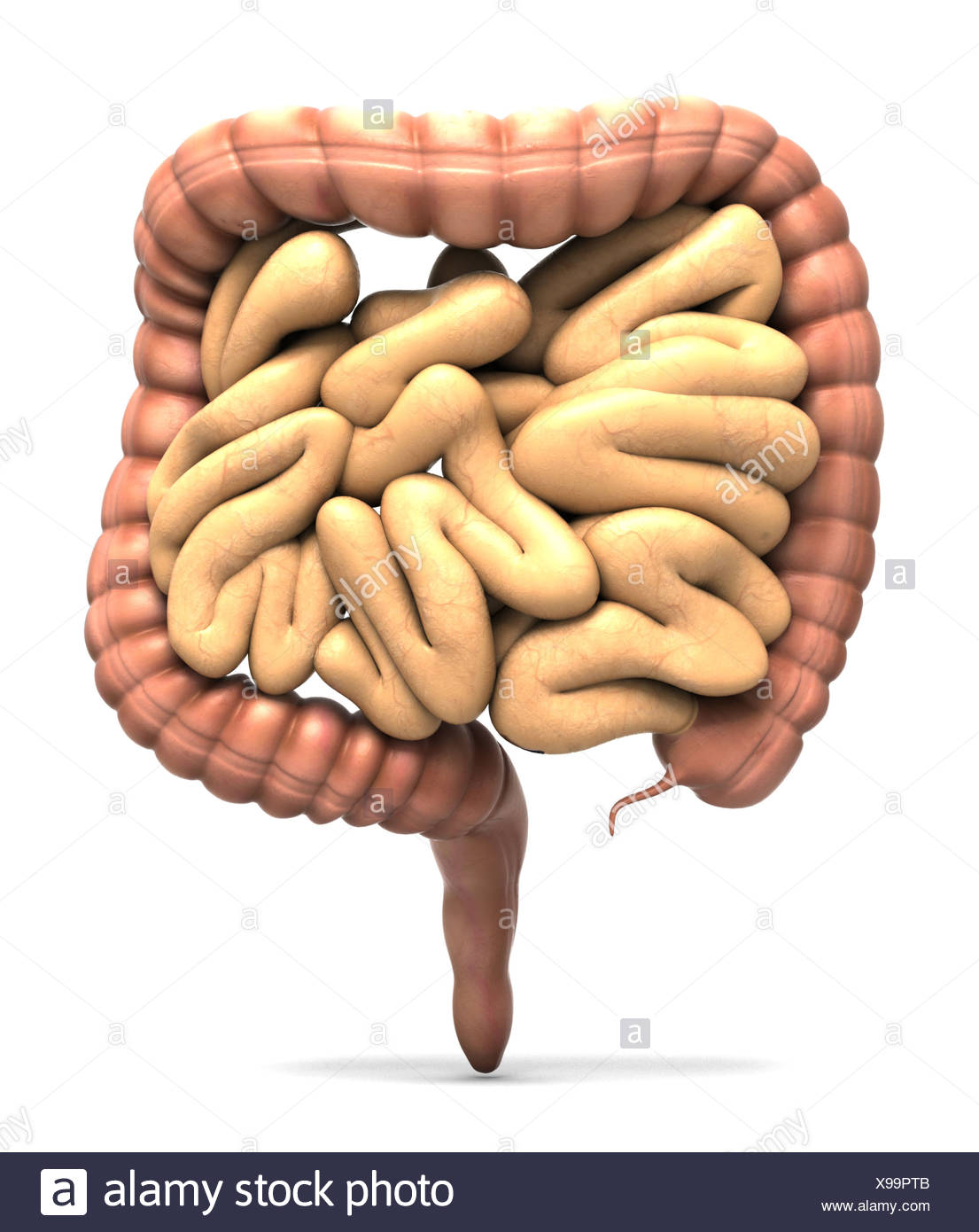 Intestine Cut Out Stock Images & Pictures - Alamy