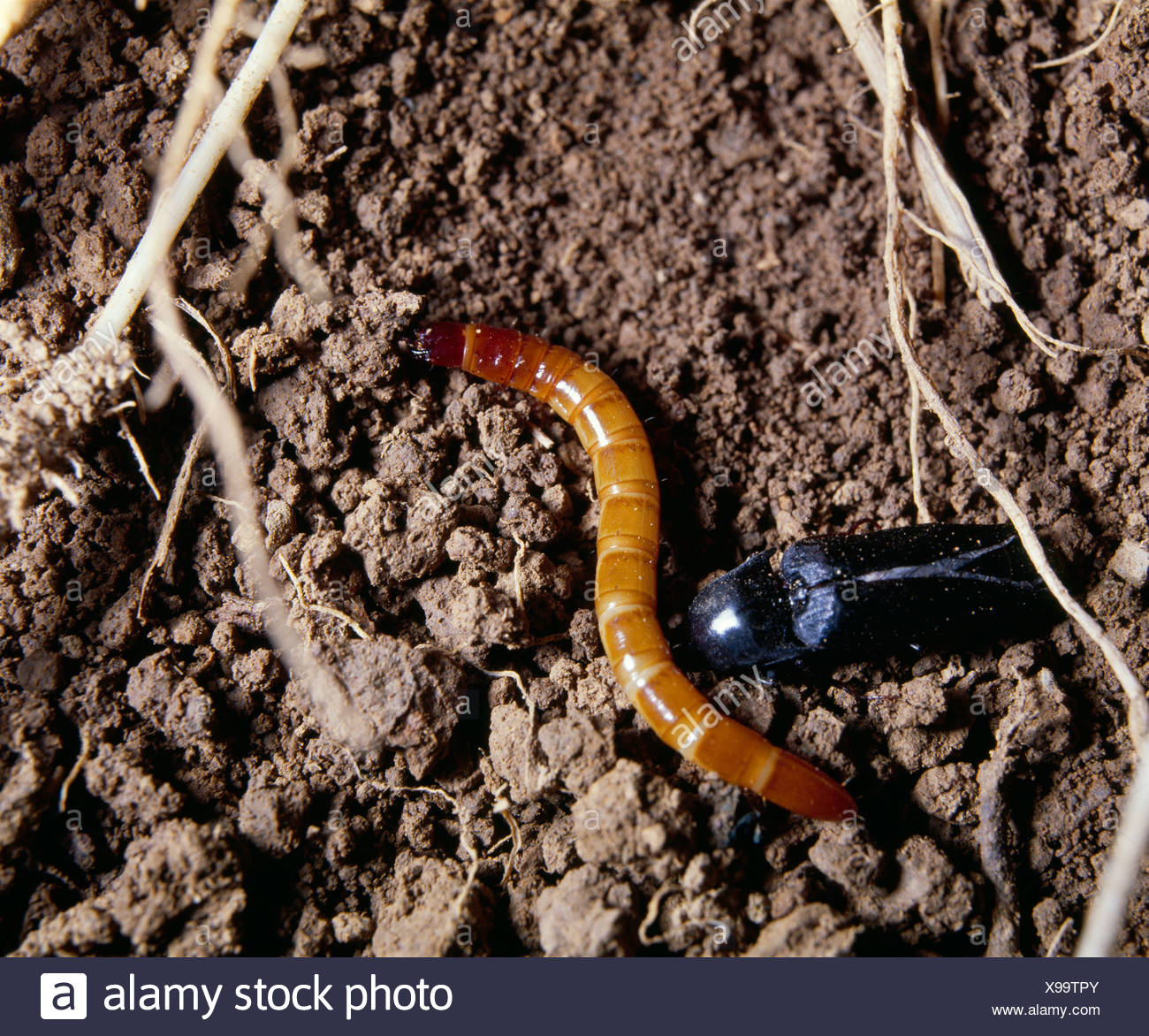 Larvae Underground High Resolution Stock Photography and Images Alamy