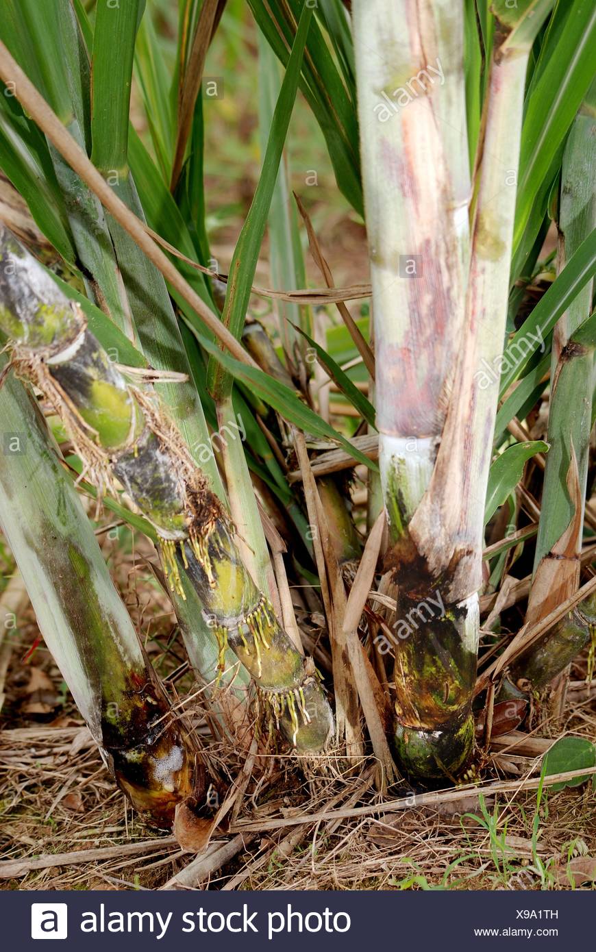 Vegetative Propagation Stock Photos & Vegetative Propagation Stock Images Alamy