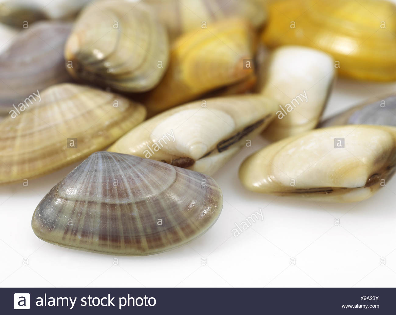 Wedge Shell High Resolution Stock Photography And Images Alamy