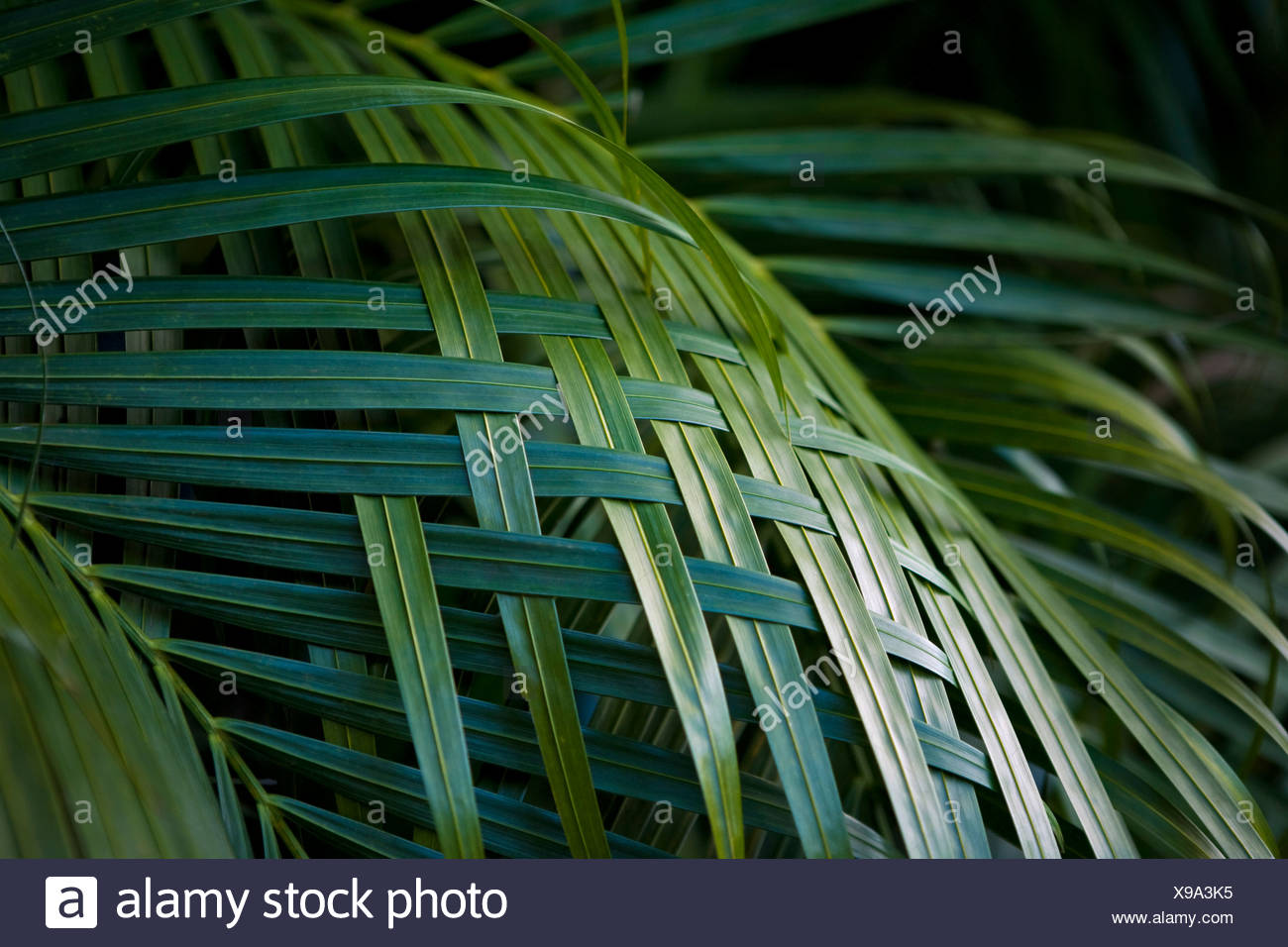 Woven Palm Leaves High Resolution Stock Photography and Images - Alamy