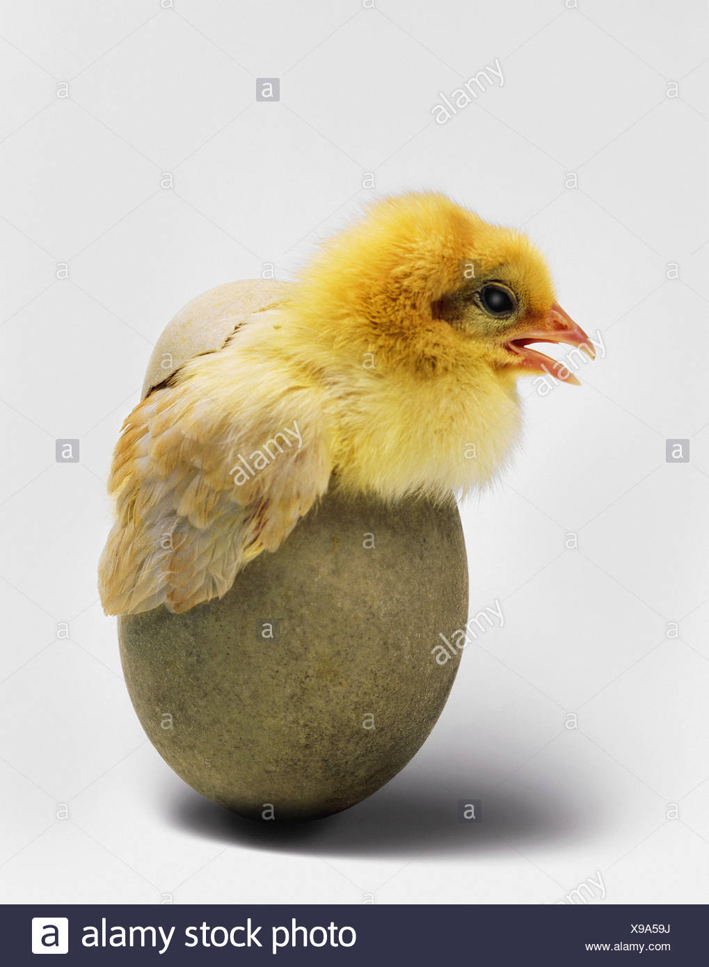 Egg Hatching Chick High Resolution Stock Photography and Images - Alamy