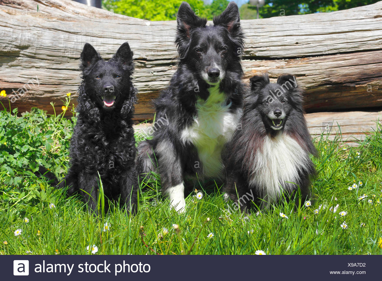 hanging tree border collie