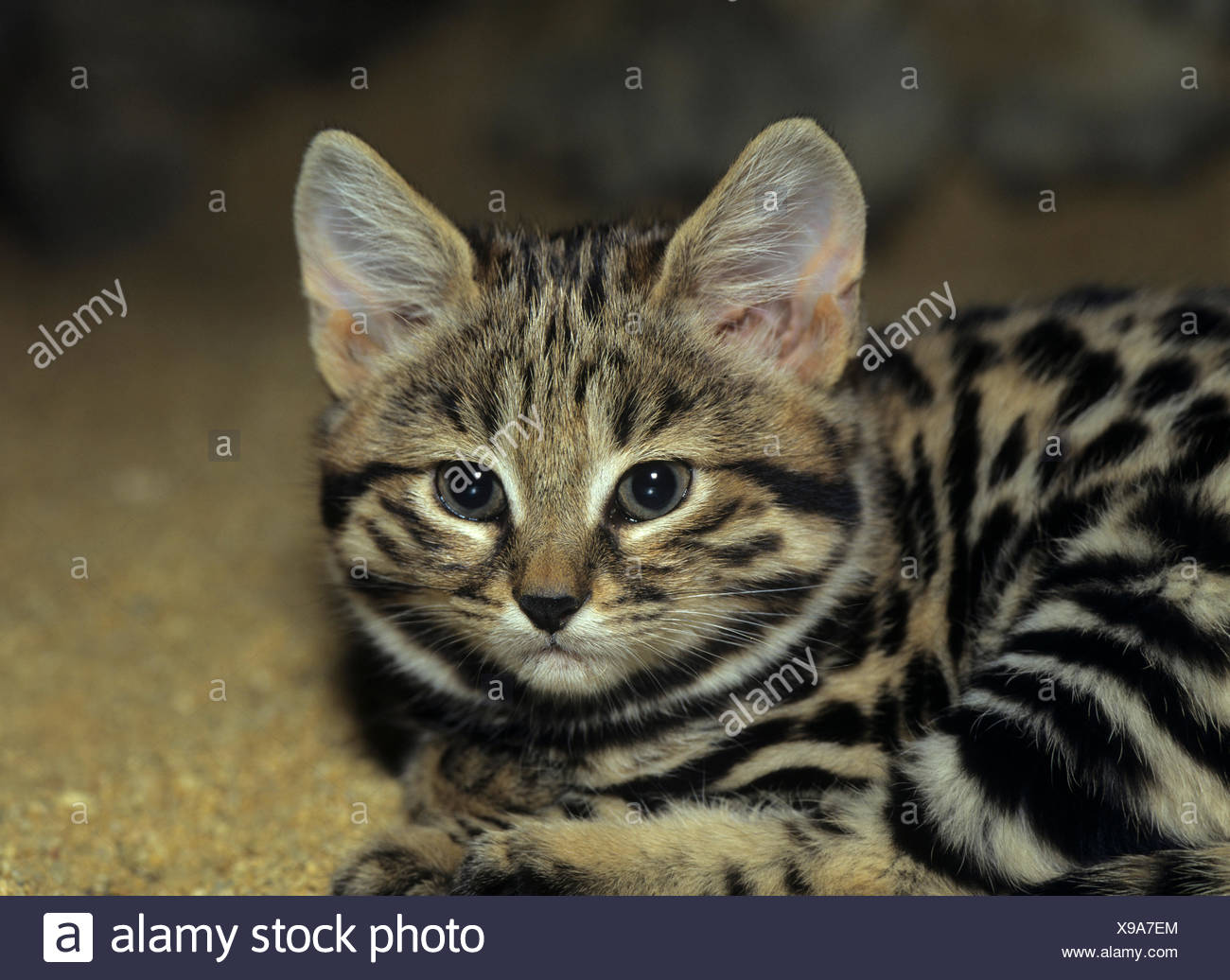 African Black Footed Cat Felis Nigripes High Resolution Stock
