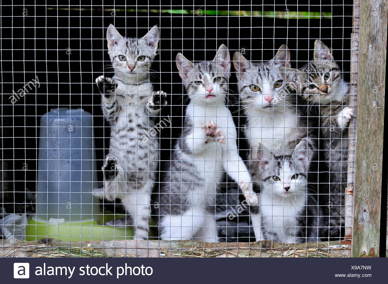 Kittens in cage Stock Photo: 281123413 - Alamy