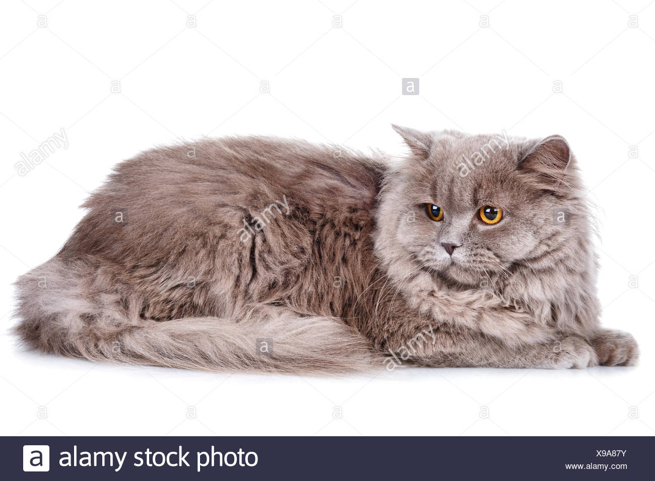 Gray Cat With Yellow Eyes On A White Background Stock Photo