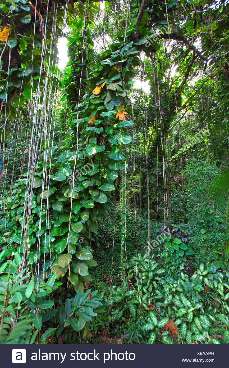 Creeping Roots High Resolution Stock Photography and Images Alamy