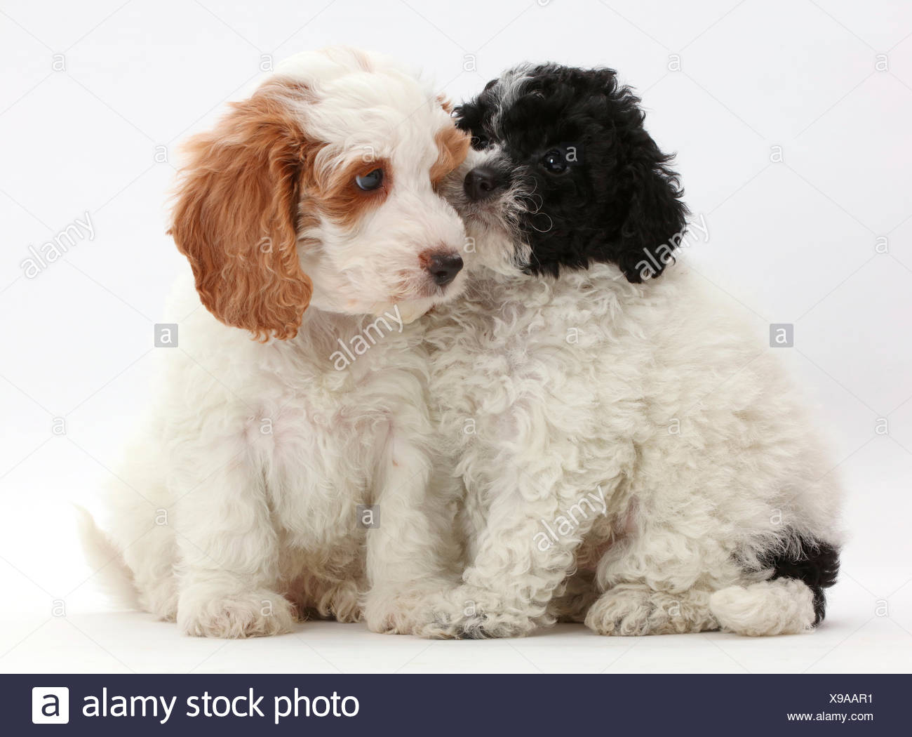 labradoodle cockapoo