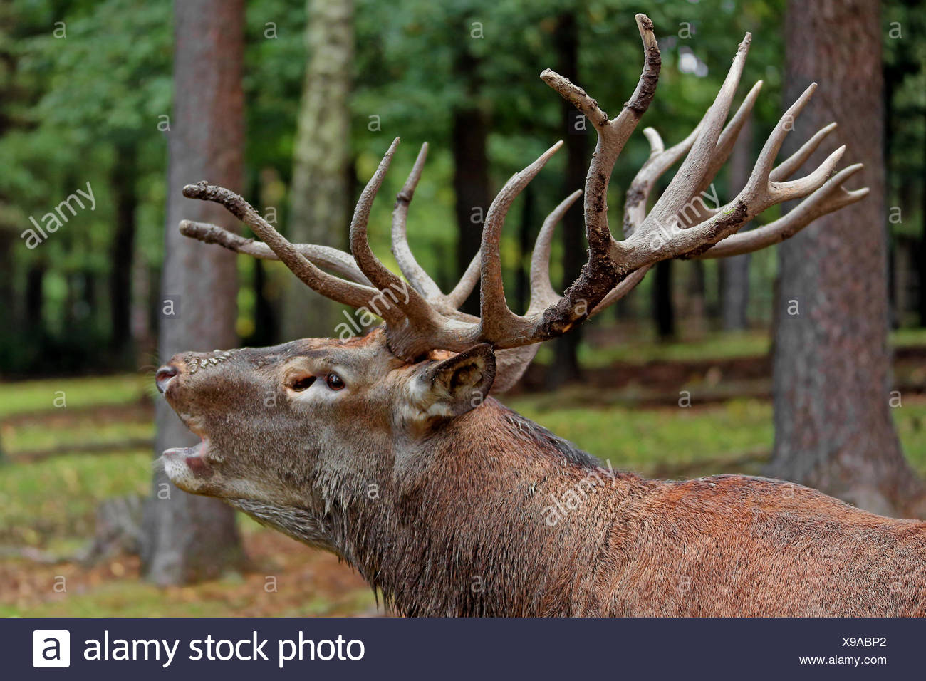 red roving Stock Photo