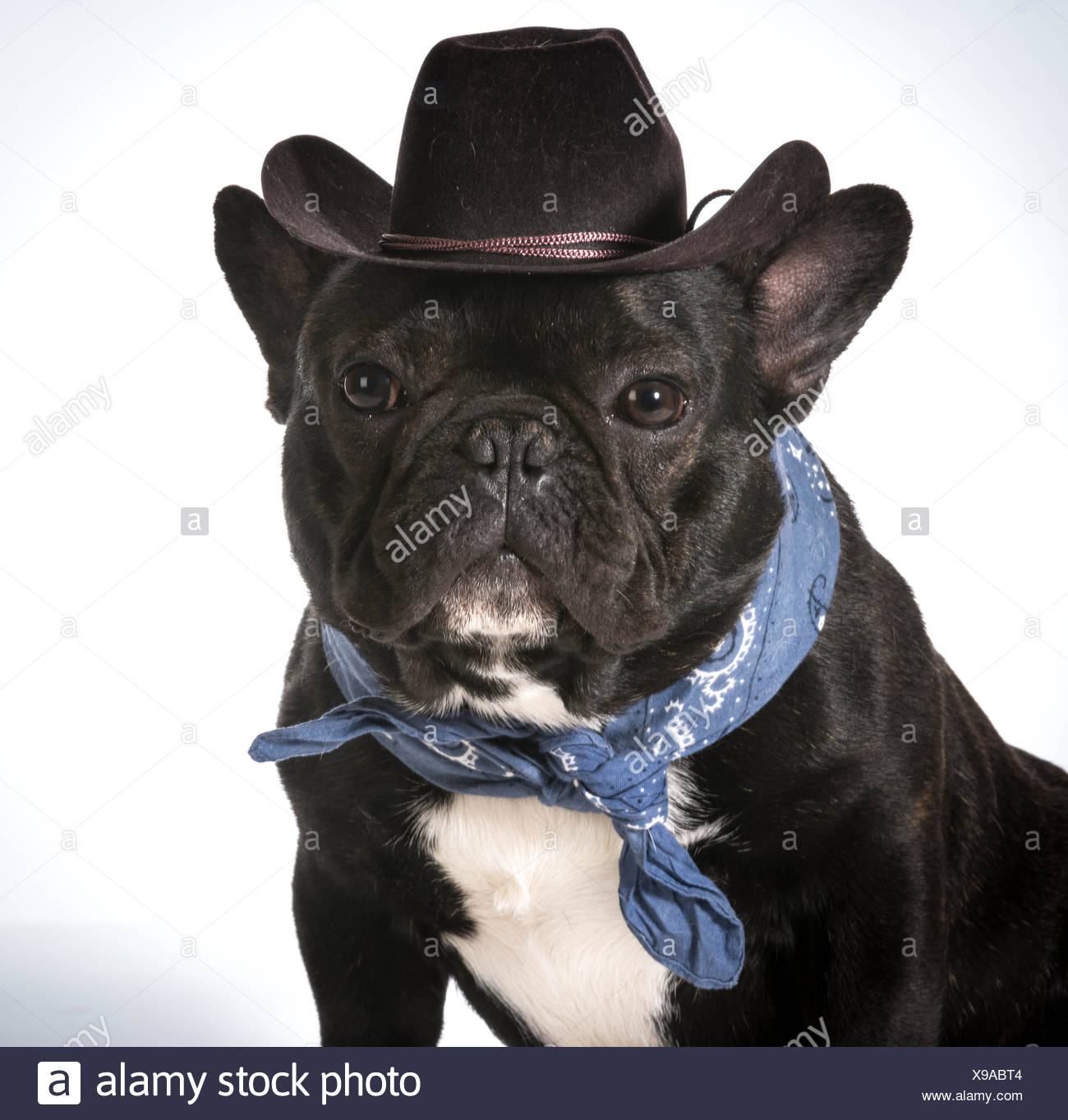 french bulldog hat