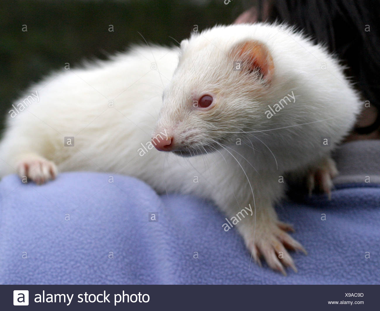 red eyed ferret