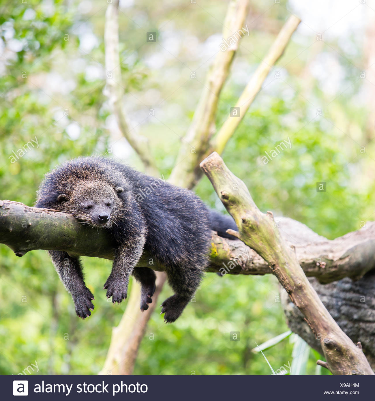 binturong bearcat sleeping Stock Photo: 281130772 - Alamy