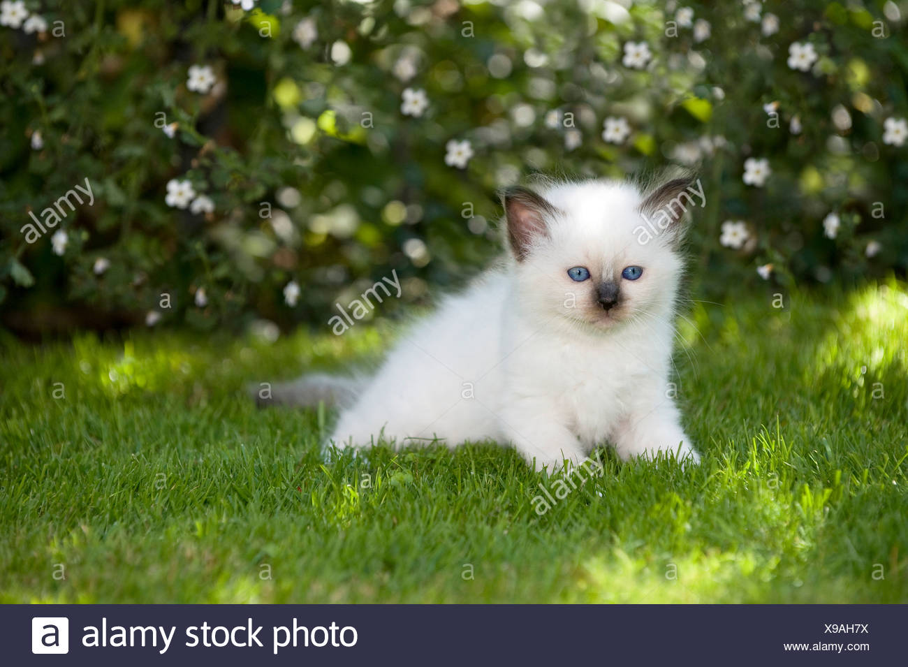 seal point birman kitten