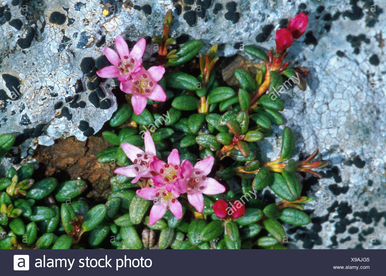 Alpine Azalea Loiseleuria Procumbens Blooming High Resolution Stock